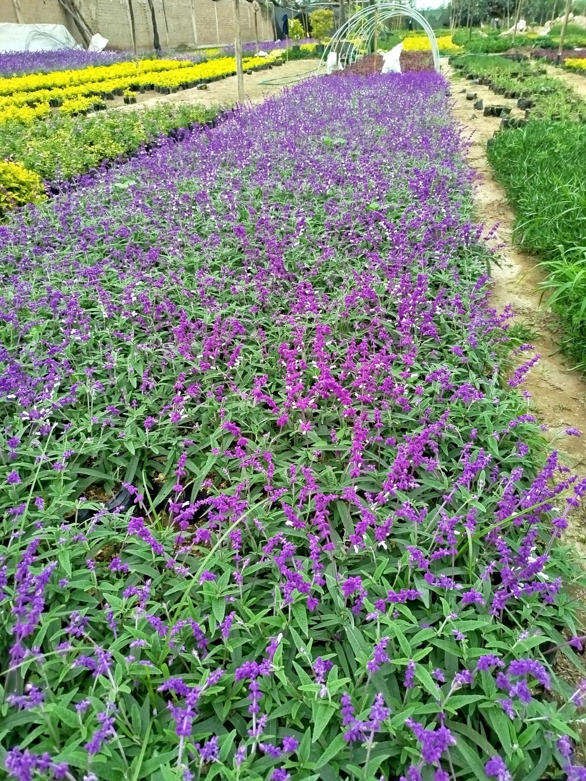 JARDINES