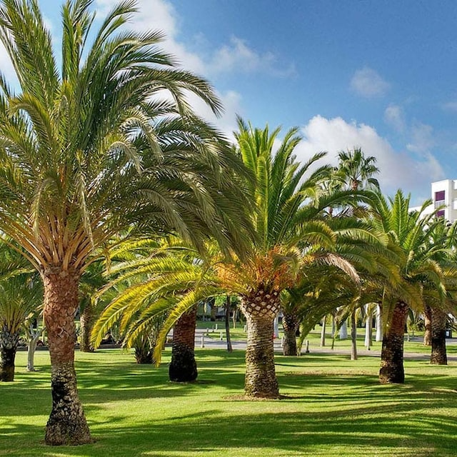 Palmeras