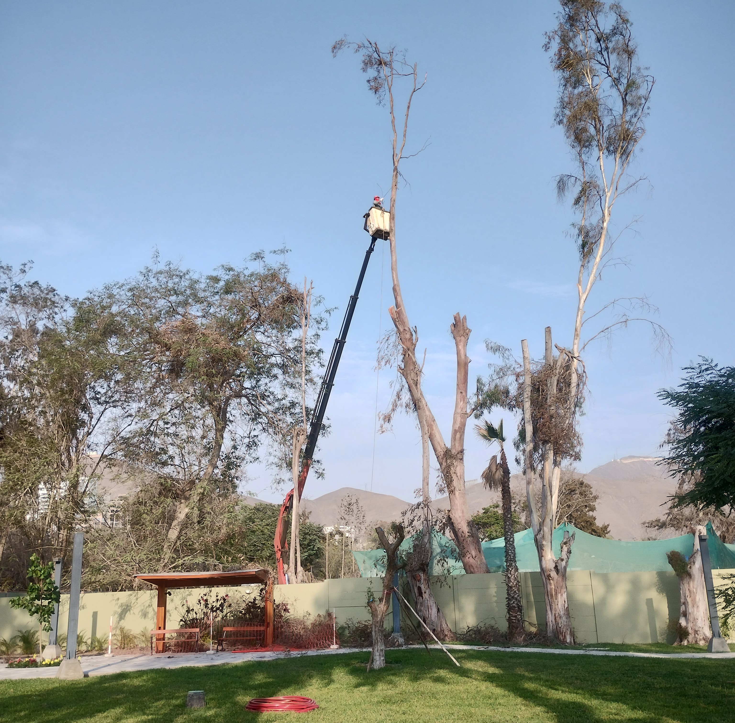 Manejo forestal